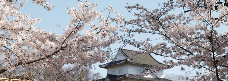  Sakura Tree - Cherry blossom