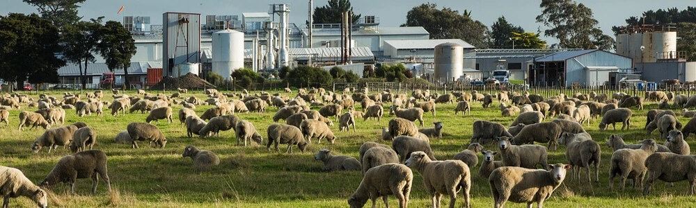 Working in New Zealand