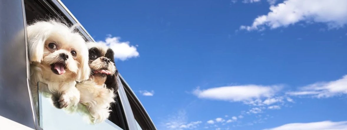Moving your pets abroad