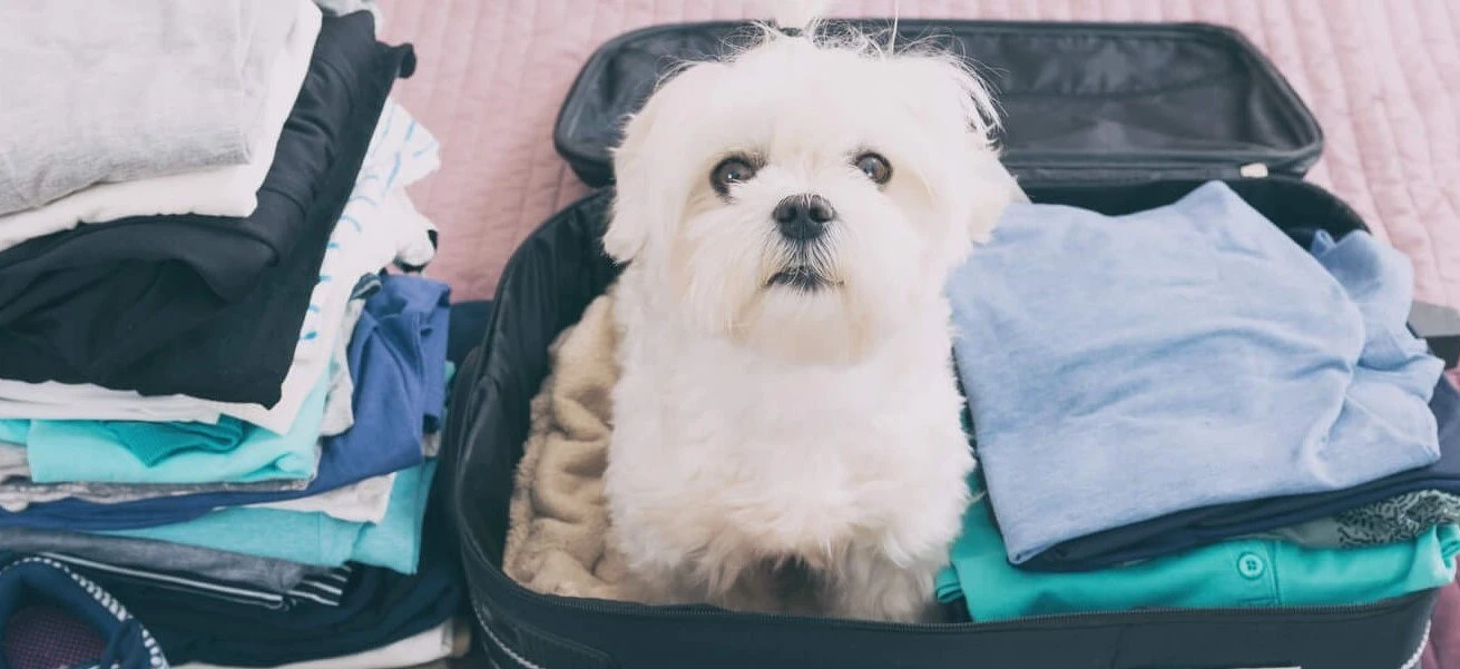 Moving your pets abroad
