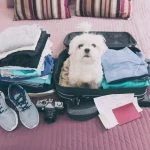 Moving Your Pets Abroad