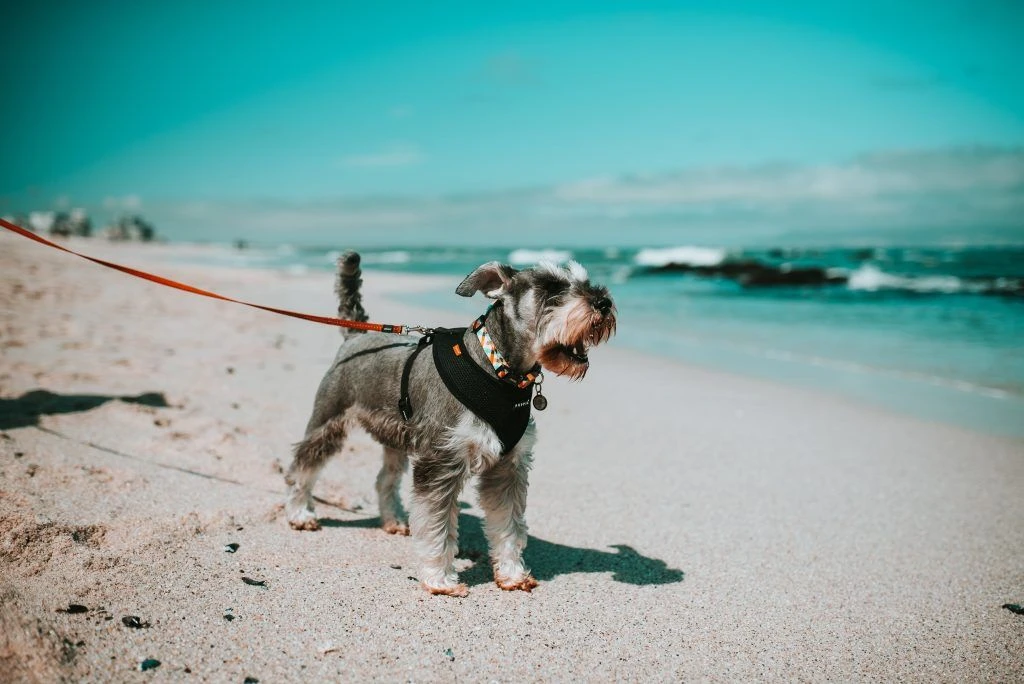 Small dog walking on a lease on a beach in South Africa