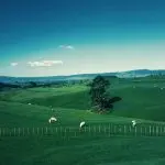 Moving back from United Kingdom to New Zealand 